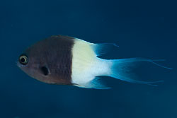 Damselfishes and Clownfishes Damselfishes and Clownfishes